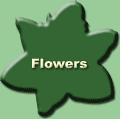 Go To Flowers