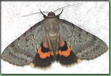 Go To Moths - Serene Underwing