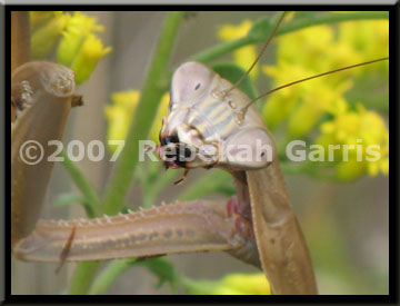 Go To Insects & Arachnids